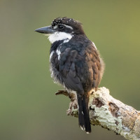 Pied Puffbird